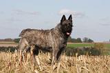 BOUVIER DES ARDENNES 264